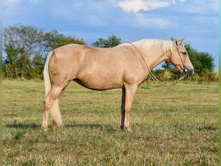 Otras razas Yegua 11 años 152 cm Palomino in Corsica