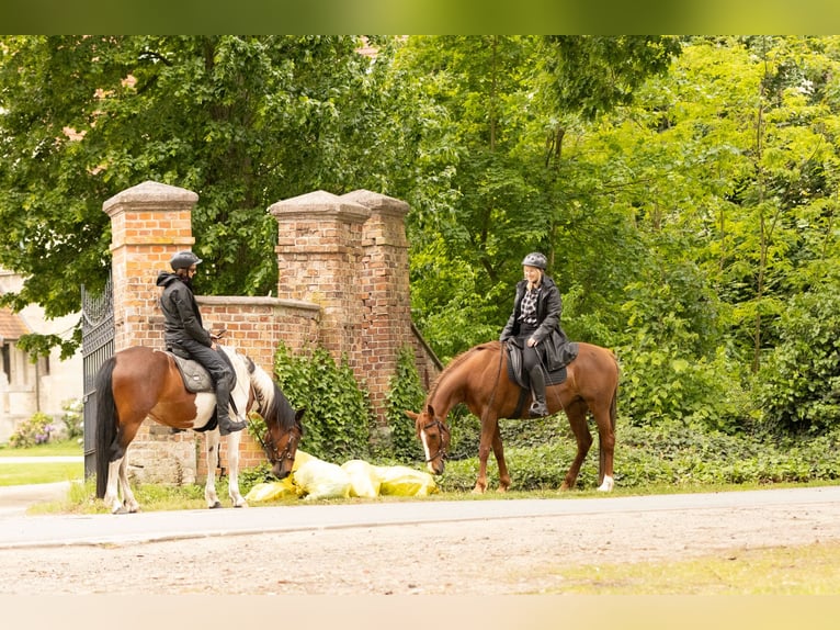 Otras razas Yegua 11 años 154 cm Alazán in Ribbesbüttel