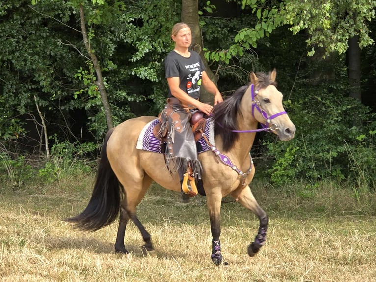 Otras razas Mestizo Yegua 11 años 155 cm Bayo in Linkenbach
