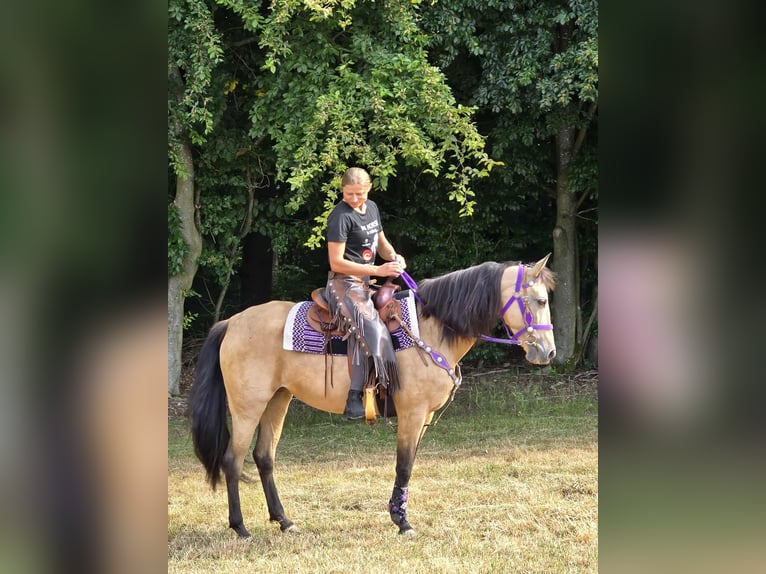 Otras razas Mestizo Yegua 11 años 155 cm Bayo in Linkenbach