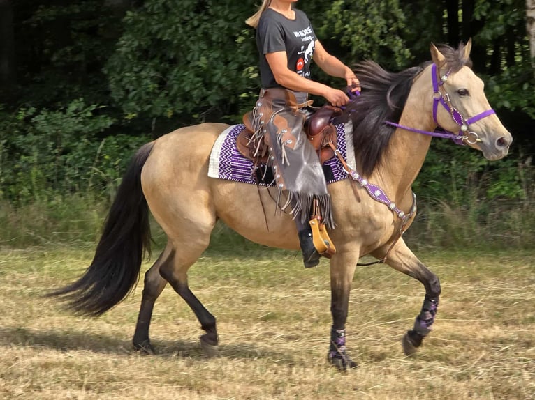 Otras razas Mestizo Yegua 11 años 155 cm Bayo in Linkenbach
