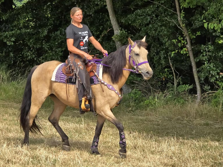 Otras razas Mestizo Yegua 11 años 155 cm Bayo in Linkenbach