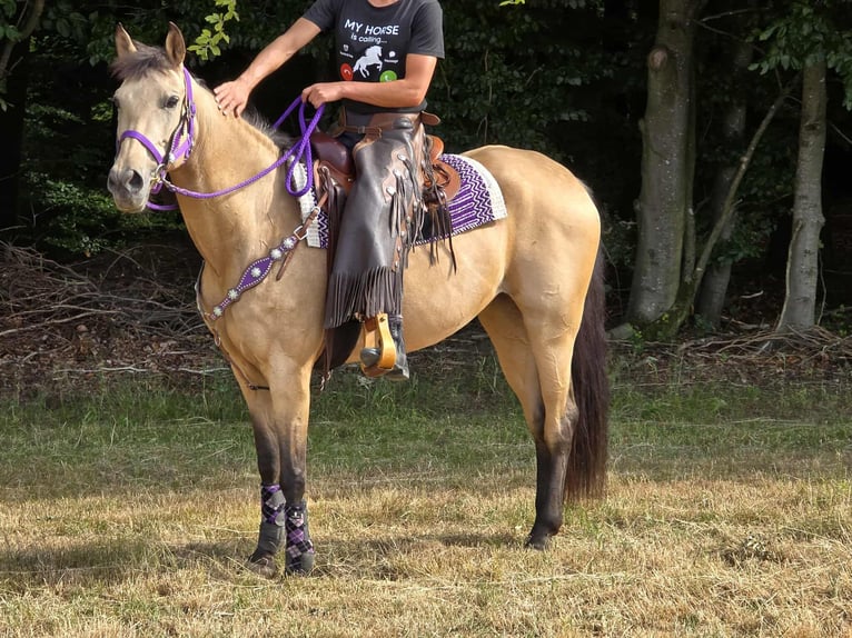 Otras razas Mestizo Yegua 11 años 155 cm Bayo in Linkenbach