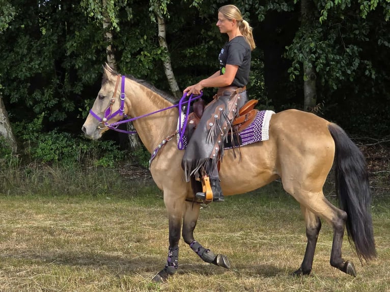Otras razas Mestizo Yegua 11 años 155 cm Bayo in Linkenbach