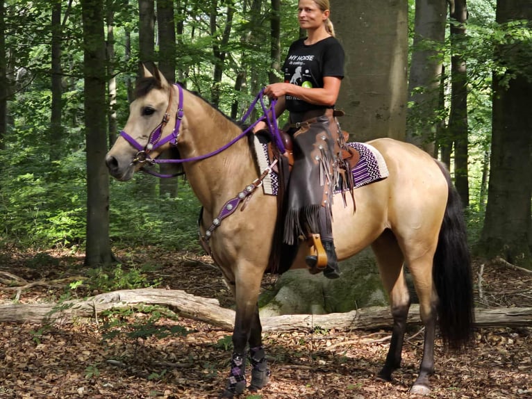 Otras razas Mestizo Yegua 11 años 155 cm Bayo in Linkenbach
