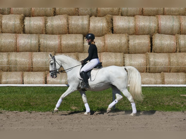Otras razas Yegua 11 años 162 cm Tordo in Ganschow