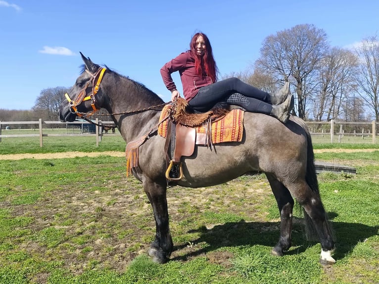 Otras razas Yegua 11 años 164 cm Grullo in Linkenbach