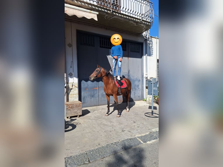 Otras razas Yegua 11 años 165 cm Castaño in Solarino