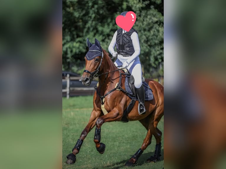 Otras razas Yegua 11 años 174 cm Alazán in Moormerland