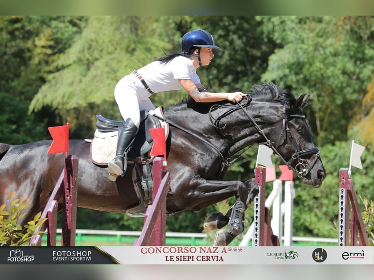 Otras razas Yegua 11 años 174 cm Castaño oscuro in San Biagio