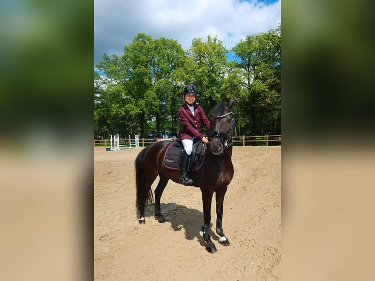 Otras razas Yegua 12 años 137 cm Negro in Heeswijk-Dinther