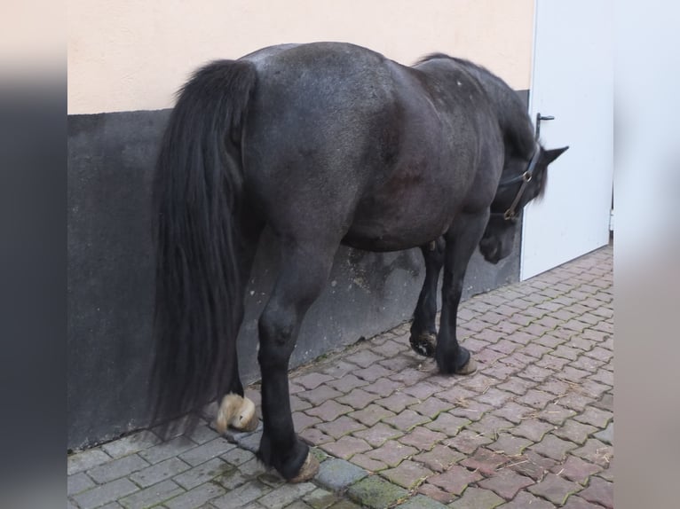 Otras razas Mestizo Yegua 12 años 145 cm Tordillo negro in Buttst&#xE4;dt