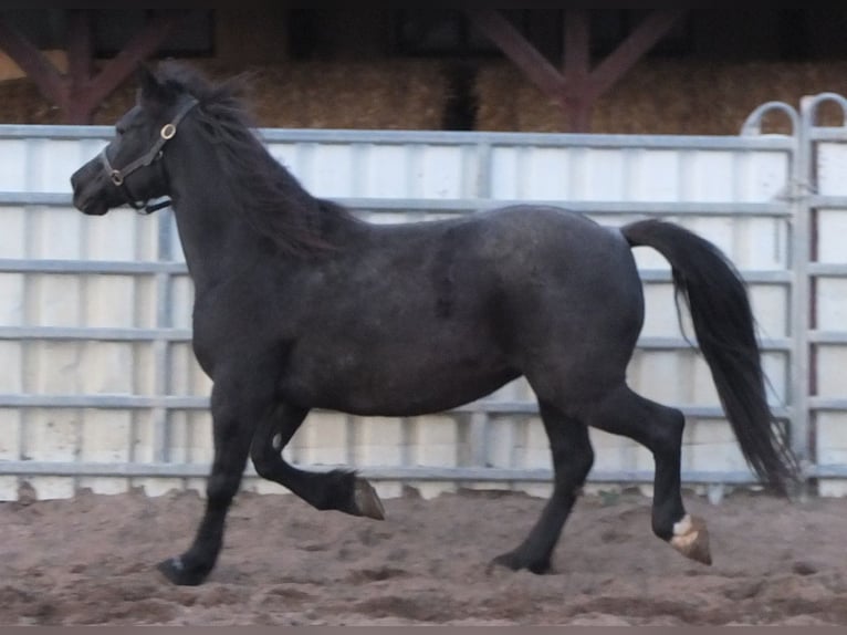 Otras razas Yegua 12 años 145 cm Tordillo negro in Ellersleben