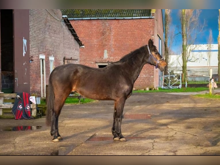 Otras razas Mestizo Yegua 12 años 168 cm Castaño oscuro in Kuurne