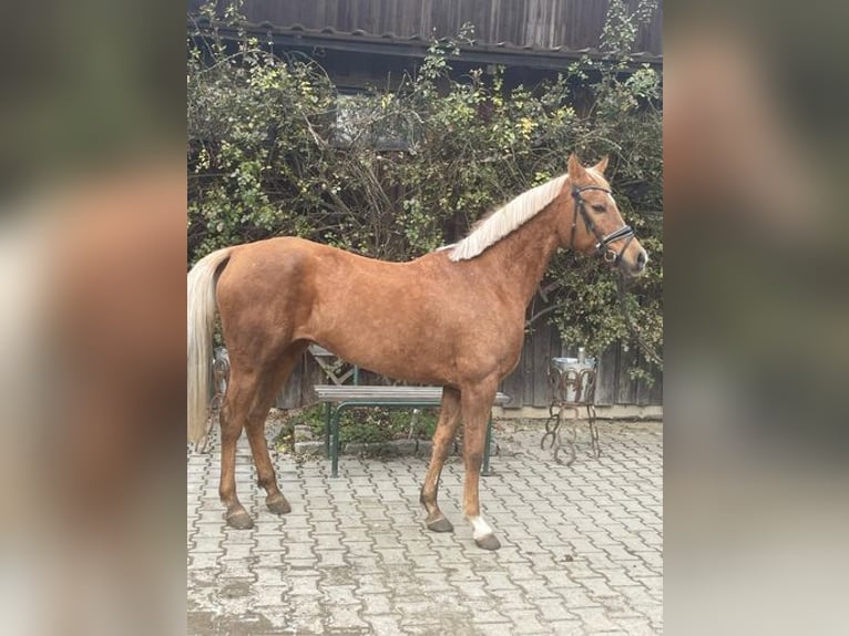 Otras razas Yegua 13 años 144 cm Palomino in Loiching