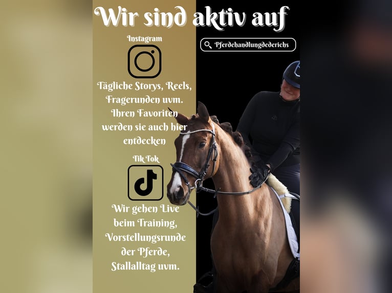 Otras razas Yegua 13 años 157 cm Alazán-tostado in Nettersheim