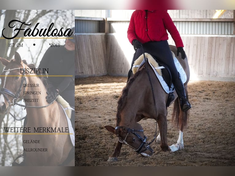 Otras razas Yegua 13 años 157 cm Alazán-tostado in Nettersheim