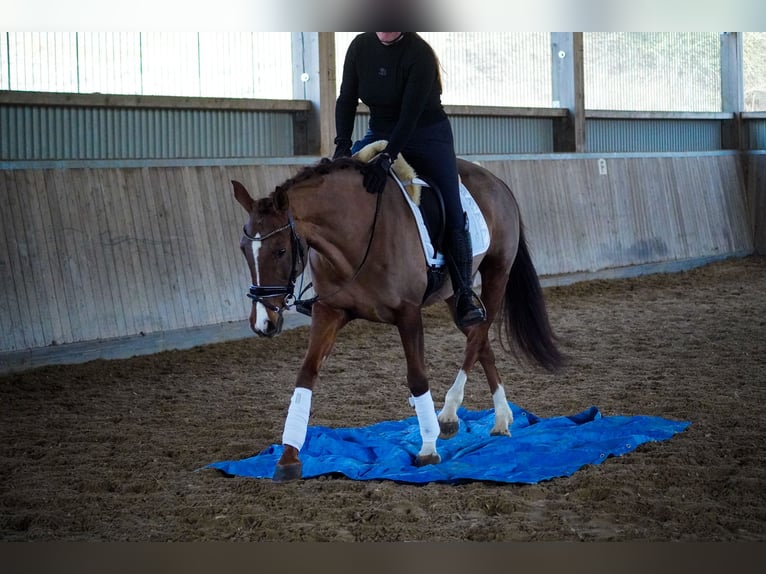 Otras razas Yegua 13 años 157 cm Alazán-tostado in Nettersheim