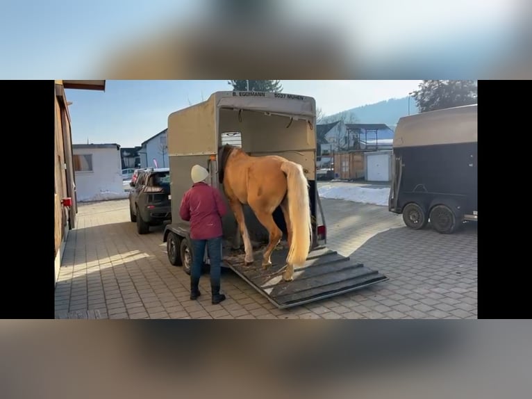 Otras razas Yegua 13 años 160 cm Bayo in Gontenschwil