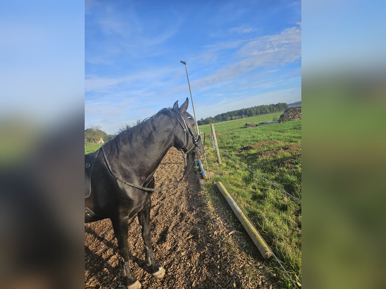 Otras razas Yegua 14 años 155 cm Negro in Ellwangen (Jagst)