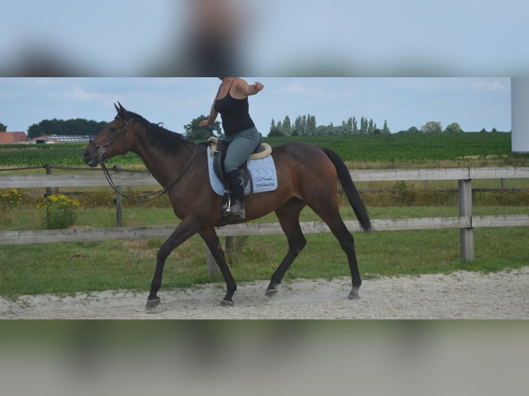 Otras razas Yegua 14 años 160 cm Castaño in Breda