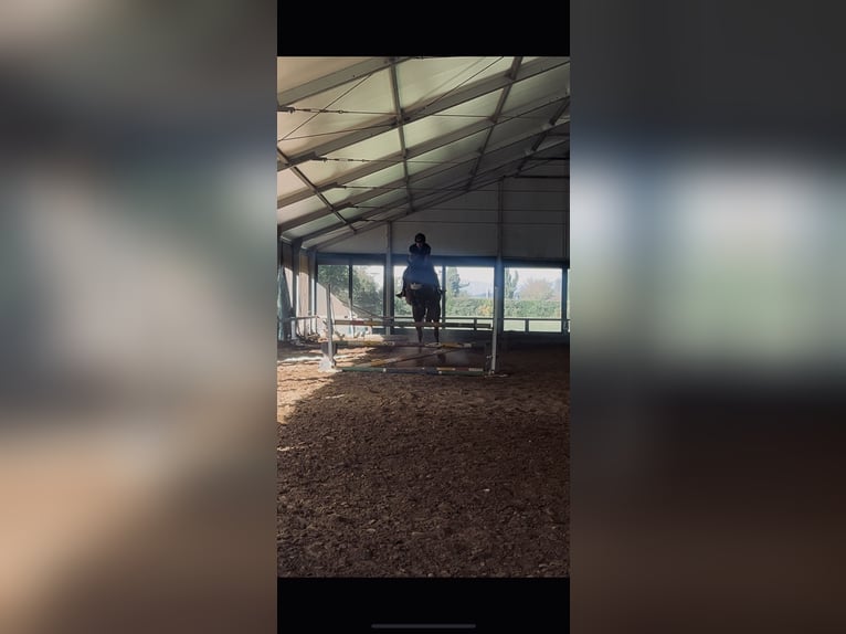 Otras razas Yegua 15 años 160 cm Alazán in Montopoli
