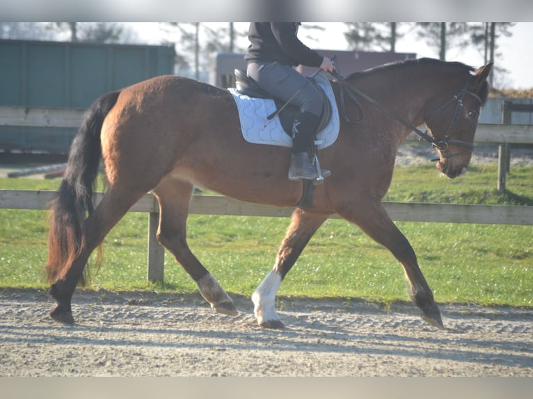 Otras razas Yegua 16 años 157 cm Atigrado/Moteado in Breda