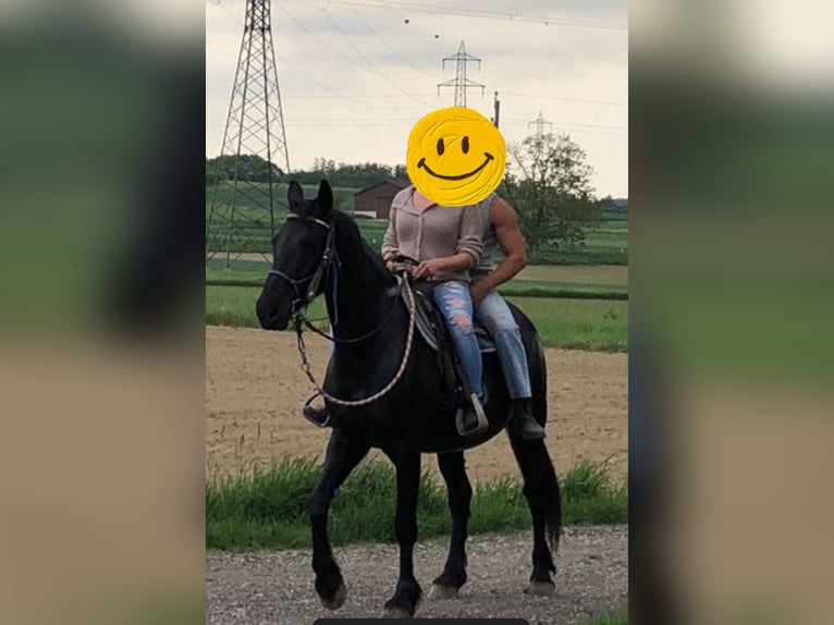 Otras razas Yegua 16 años 163 cm Negro in Groß Reipersdorf