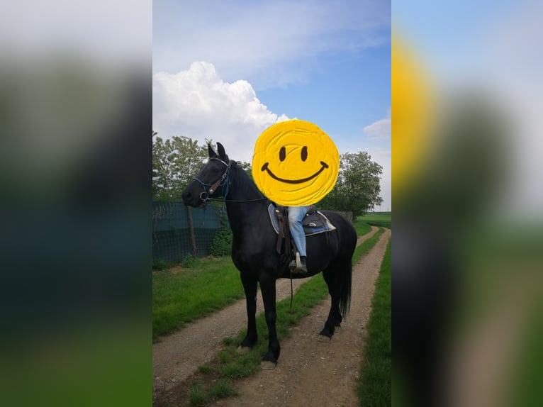 Otras razas Yegua 16 años 163 cm Negro in Groß Reipersdorf