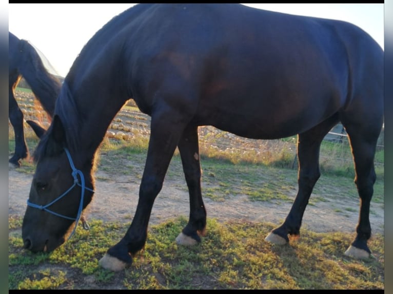 Otras razas Yegua 16 años 163 cm Negro in Groß Reipersdorf