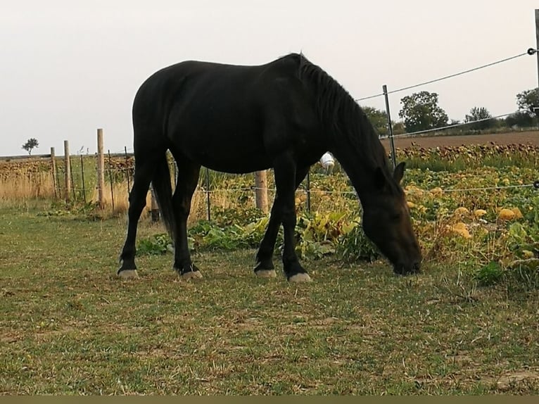 Otras razas Yegua 16 años 163 cm Negro in Groß Reipersdorf