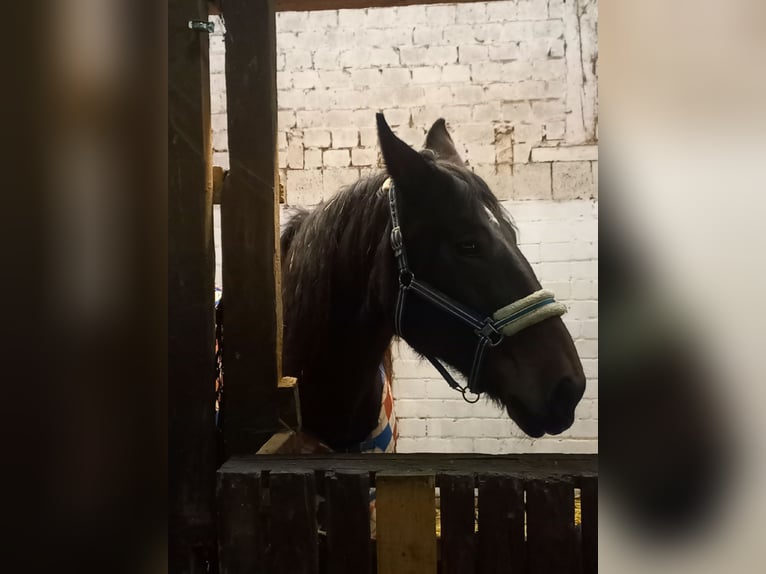 Otras razas Yegua 17 años 165 cm Castaño oscuro in Gummersbach