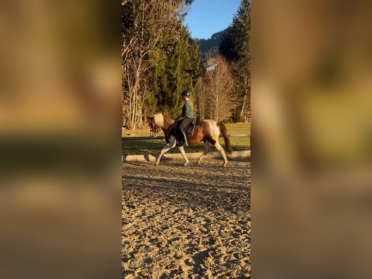 Otras razas Yegua 18 años 145 cm Pío in Itter