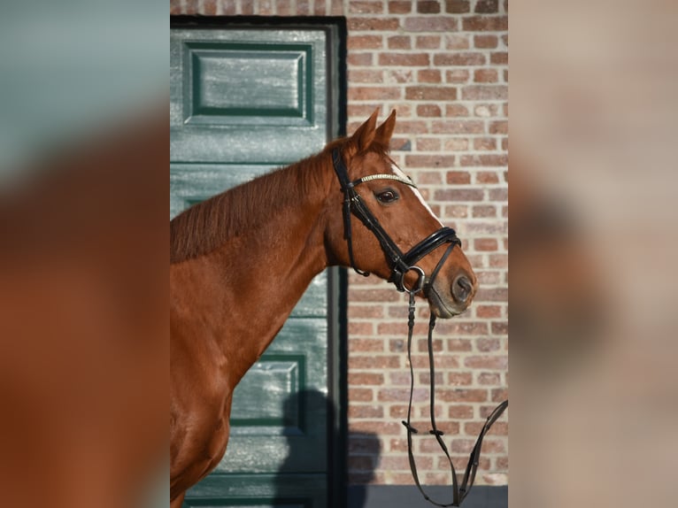 Otras razas Yegua 18 años 160 cm Alazán in Achtmaal