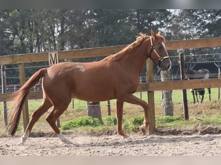 Otras razas Yegua 19 años 152 cm Alazán in Achtmaal
