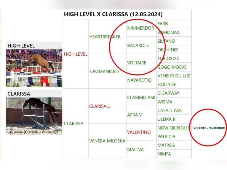 Otras razas Mestizo Yegua 1 año 125 cm Castaño in Ruse