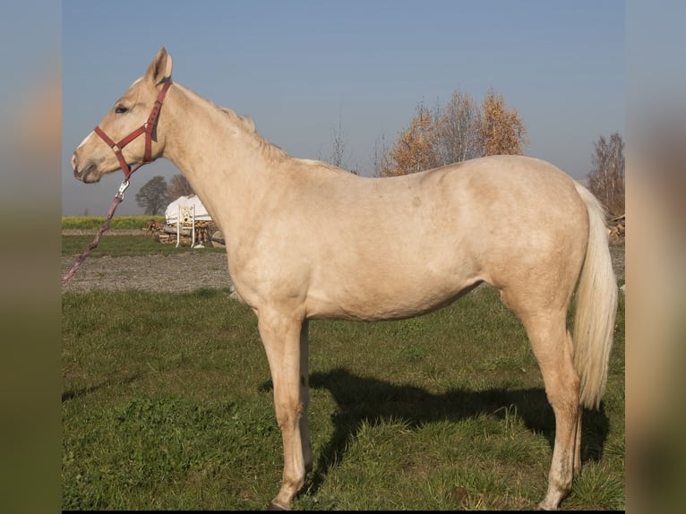 Otras razas Yegua 1 año 150 cm Palomino in Jank&#xF3;w Zale&#x15B;ny