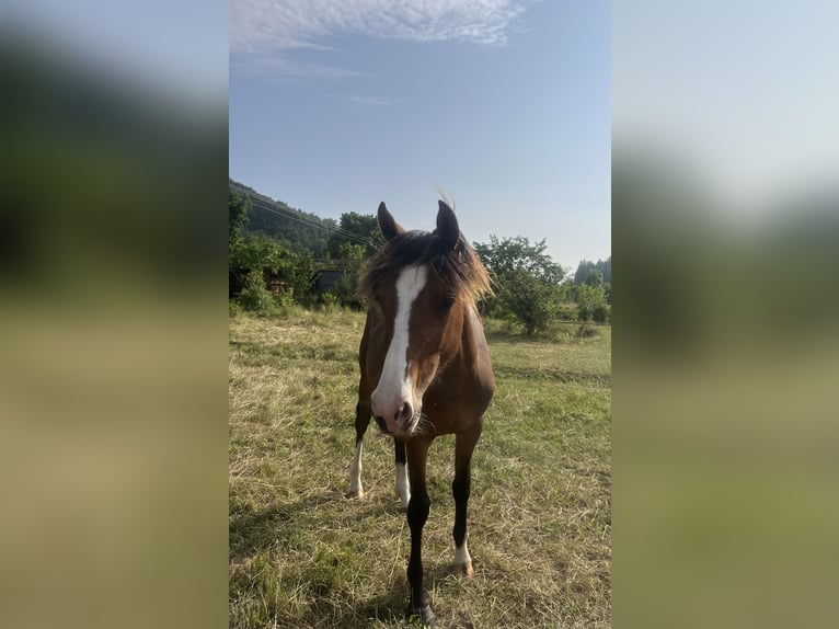 Otras razas Yegua 1 año Castaño in Pelleautier