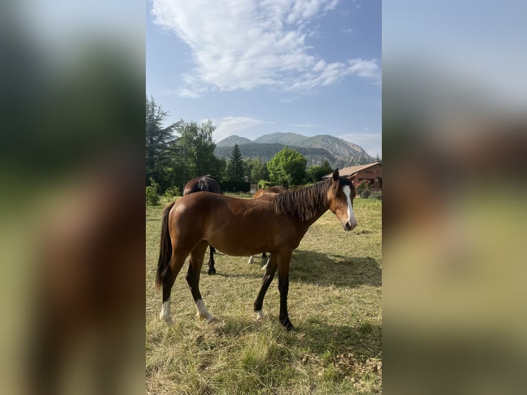 Otras razas Yegua 1 año Castaño in Pelleautier