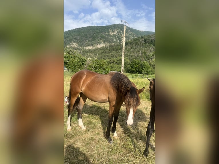 Otras razas Yegua 1 año Castaño in Pelleautier