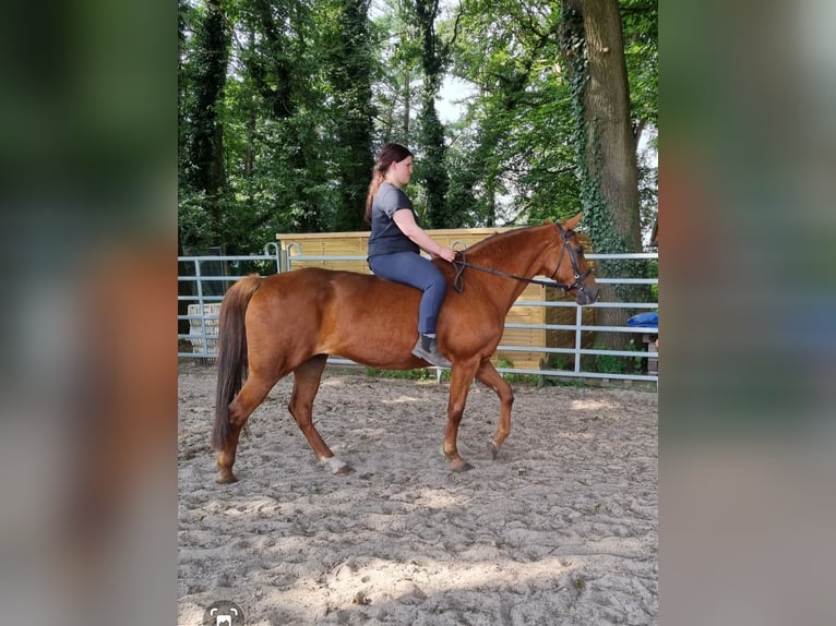 Otras razas Mestizo Yegua 24 años 152 cm Alazán in Wildeshausen