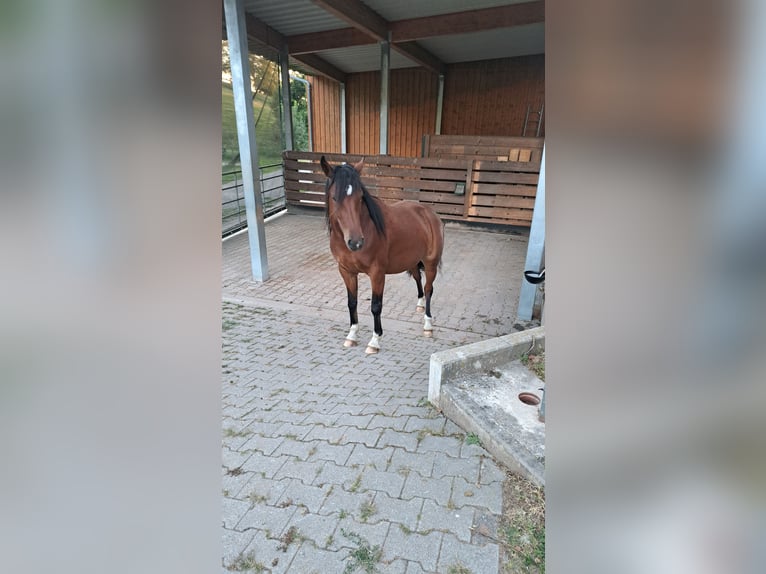 Otras razas Mestizo Yegua 2 años 140 cm Castaño in Mörlenbach