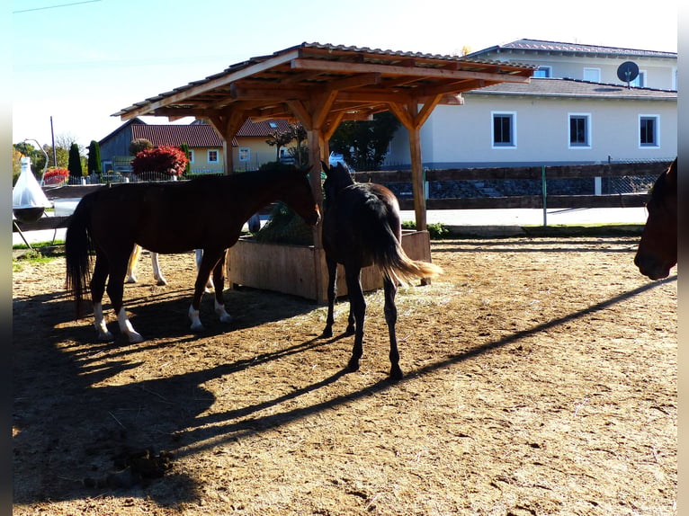 Otras razas Yegua 2 años Morcillo in Beutelsbach