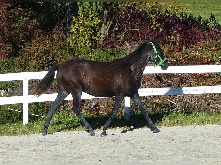 Otras razas Yegua 2 años Morcillo in Beutelsbach