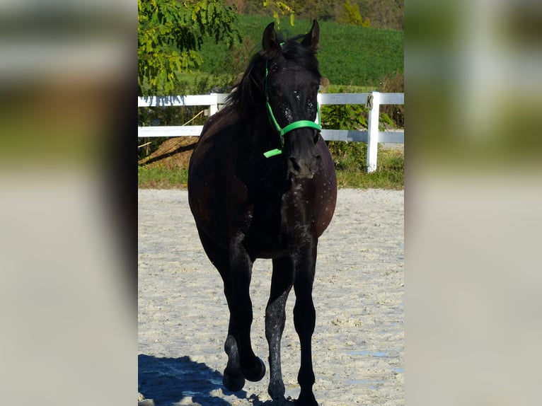 Otras razas Yegua 2 años Morcillo in Beutelsbach