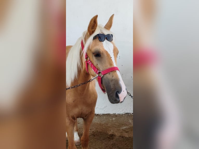 Otras razas Yegua 2 años Perla in Alcalá de Henares