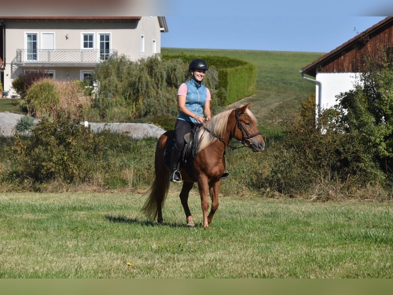 Otras razas Mestizo Yegua 3 años 138 cm Alazán in Arnstorf