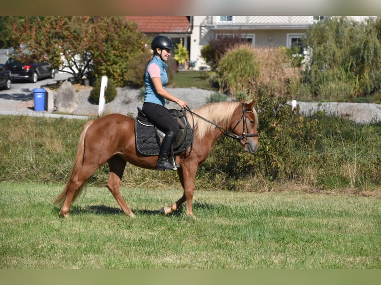 Otras razas Mestizo Yegua 3 años 138 cm Alazán in Arnstorf