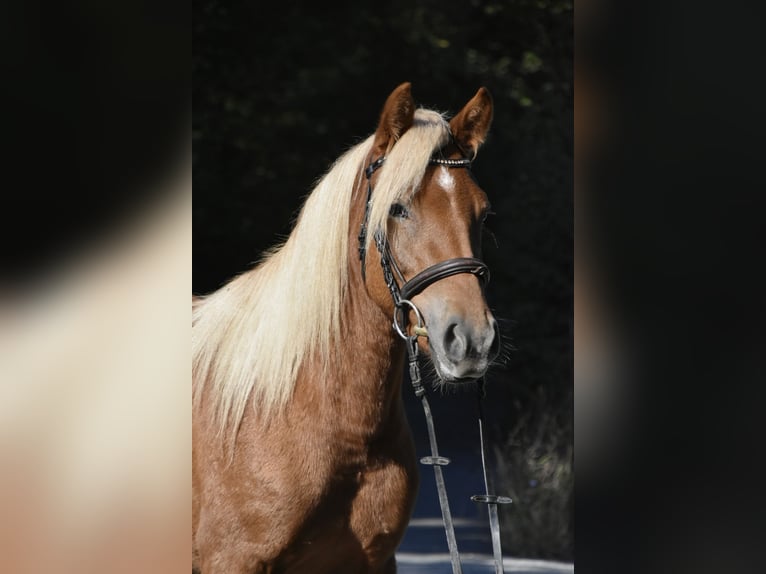 Otras razas Mestizo Yegua 3 años 138 cm Alazán in Arnstorf