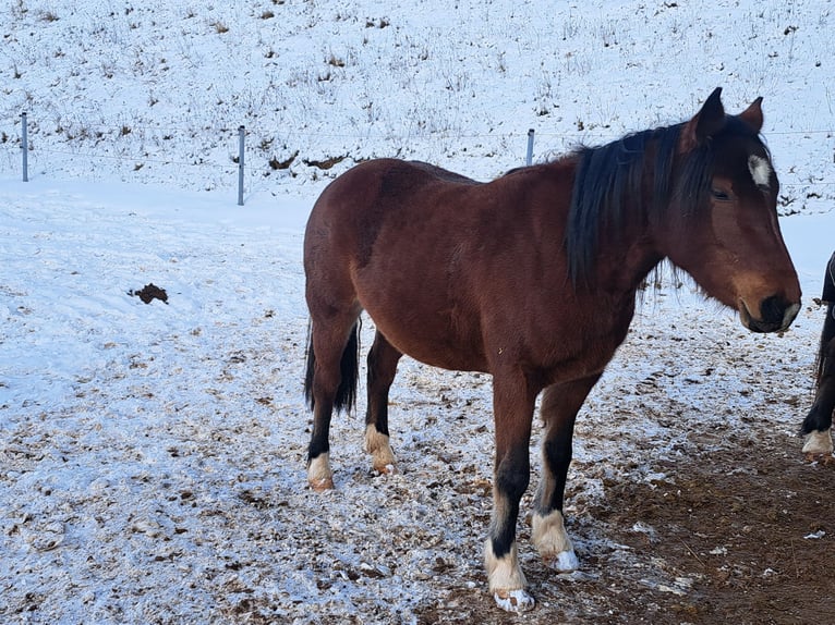 Otras razas Mestizo Yegua 3 años 140 cm Castaño in Mörlenbach